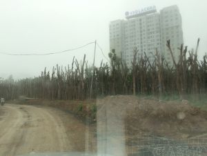 Cây trồng xuân phương tasco